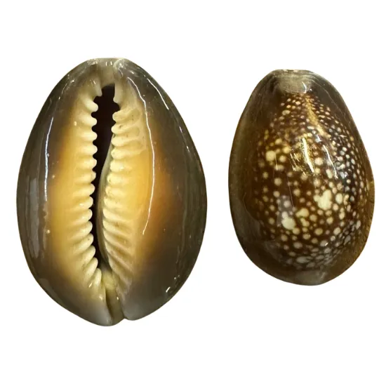 Big Cowrie Beads