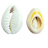 Cowrie - Plain, 16mm