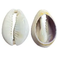Cowrie