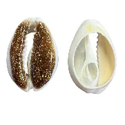Cowrie